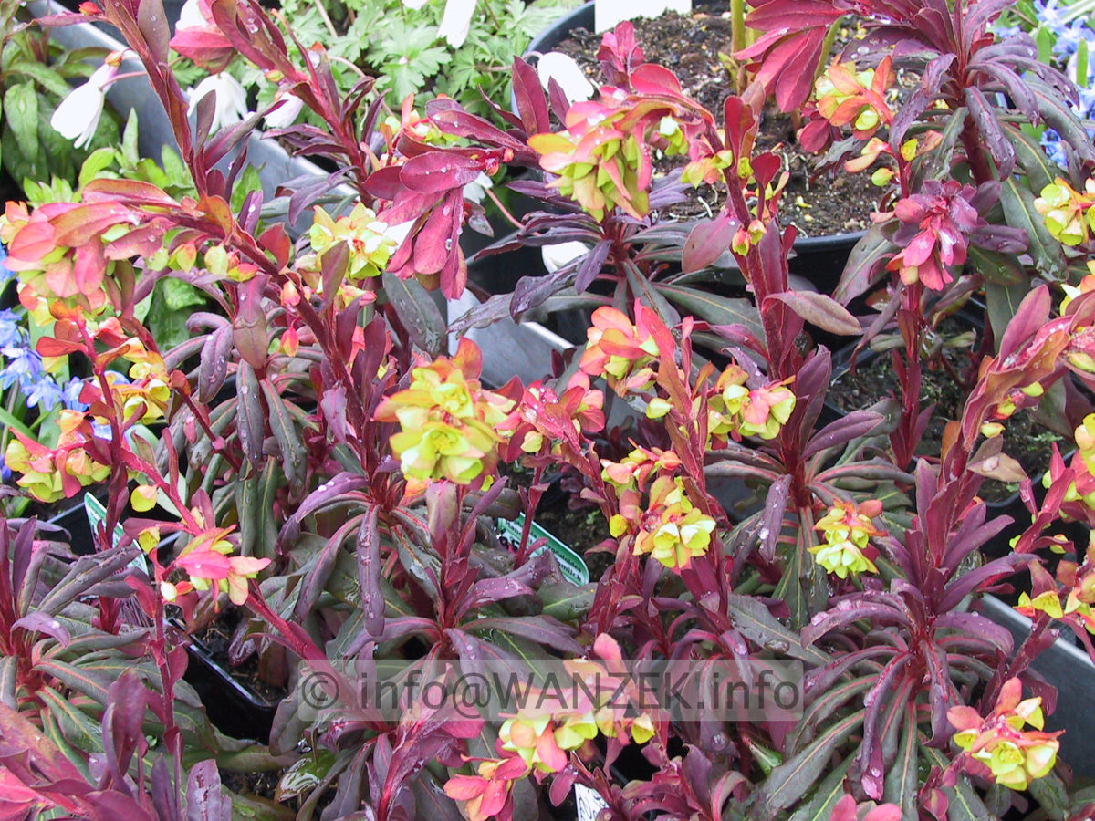 Euphorbia amygdaloides Purpurea 02.JPG